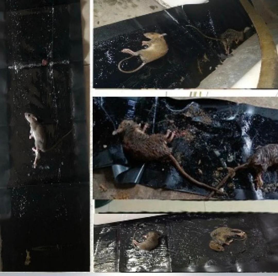 Rat Killer Glue Mat, Lizards, Snakes & Cockroach killer Glue Mats - Trustio shop